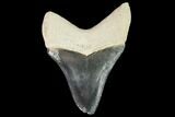 Fossil Megalodon Tooth - Florida #108400-1